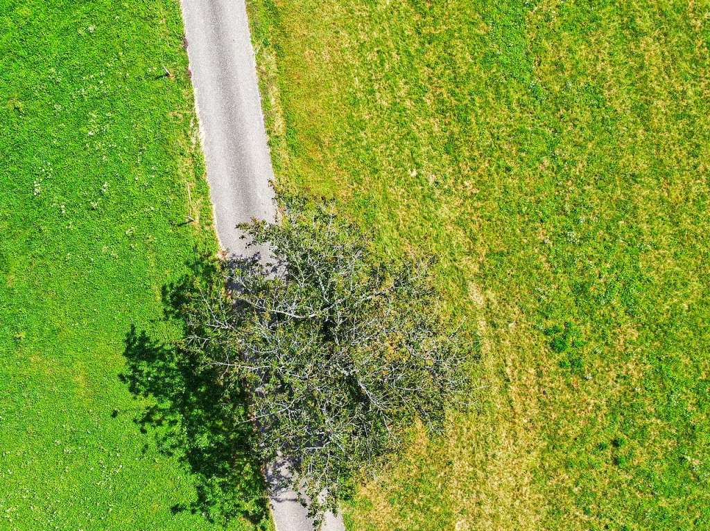 Zu sehen ist ein Baum am Wegrand in Sallneck, aufgenommen aus der Vogelperspektive.