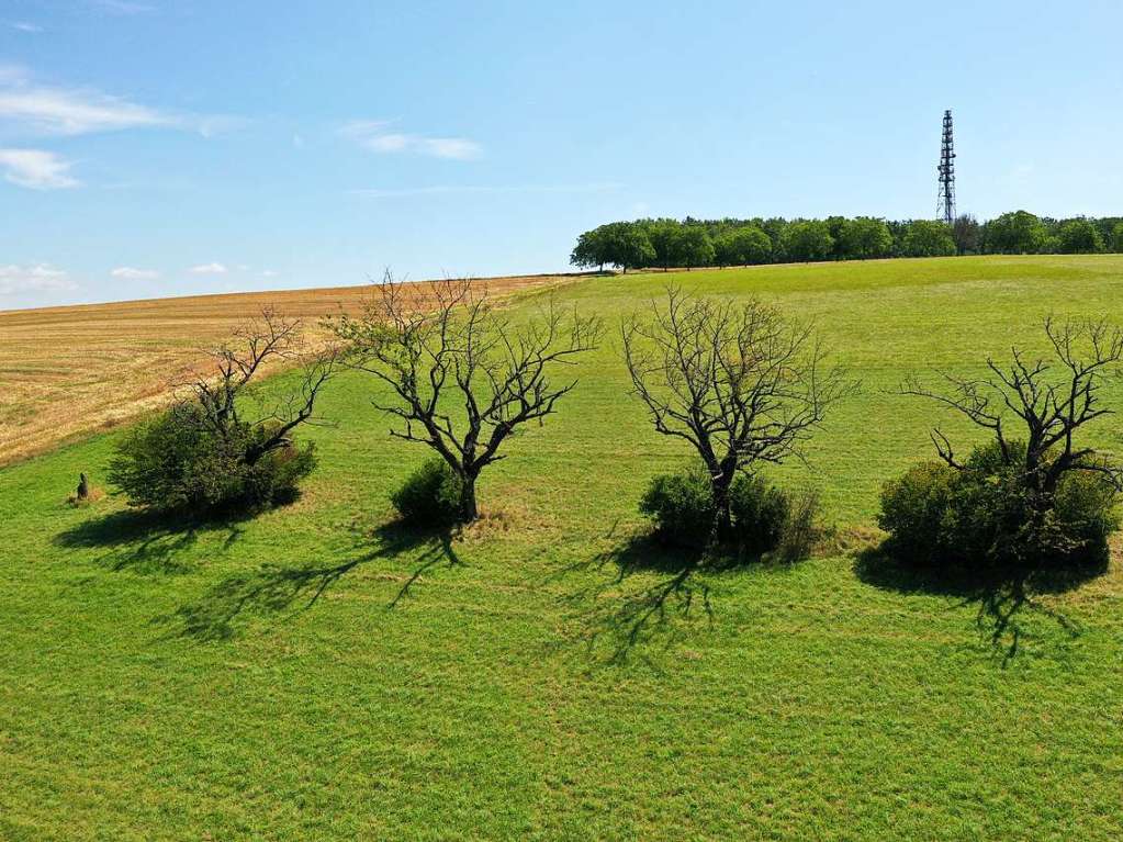 Zu sehen ist eine nebeneinander stehende Baumgruppe in tlingen an einem Tag im Hochsommer zur Mittagszeit.