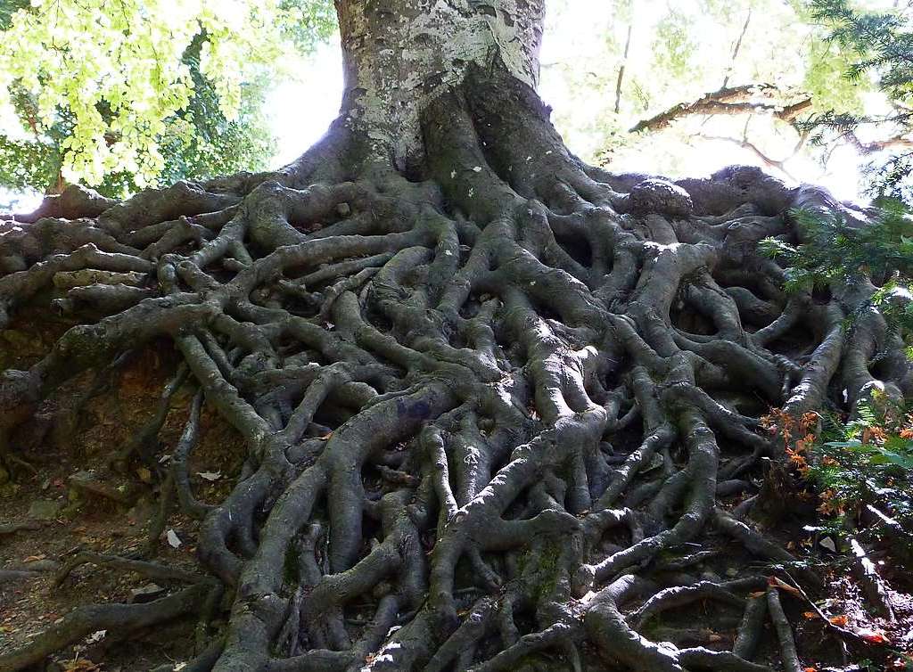 Ein Baum, der seine Wurzel zeigt, steht beim Rttler Schloss in Lrrach-Haagen.