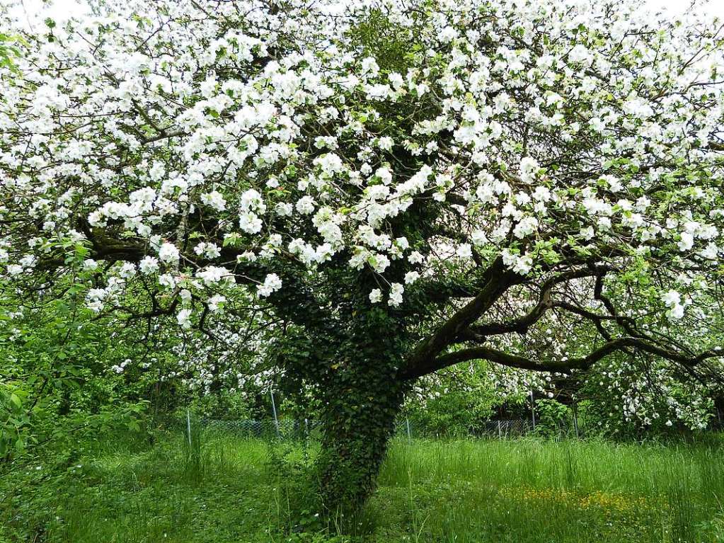 Ein Apfelbaum in voller Bltenpracht, steht in Rtteln Weiler.