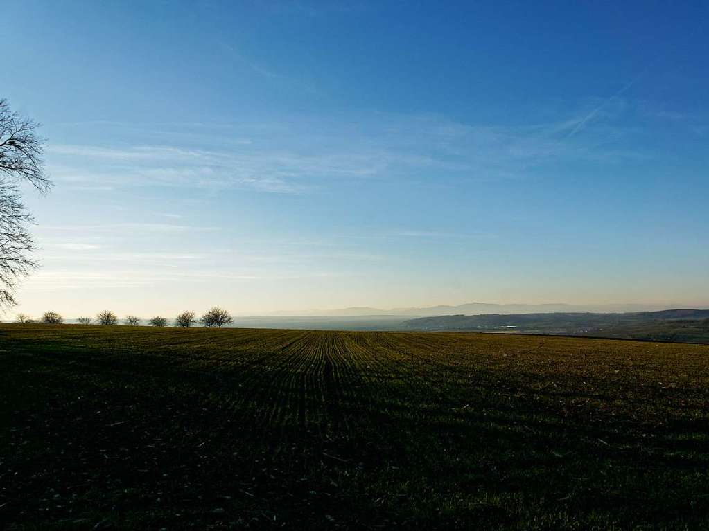 Baumreihe auf dem Tllinger im Abendlicht.