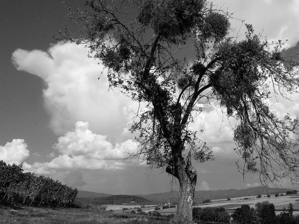 Baum mit Mistel im Hintergrund Tannenkirch.