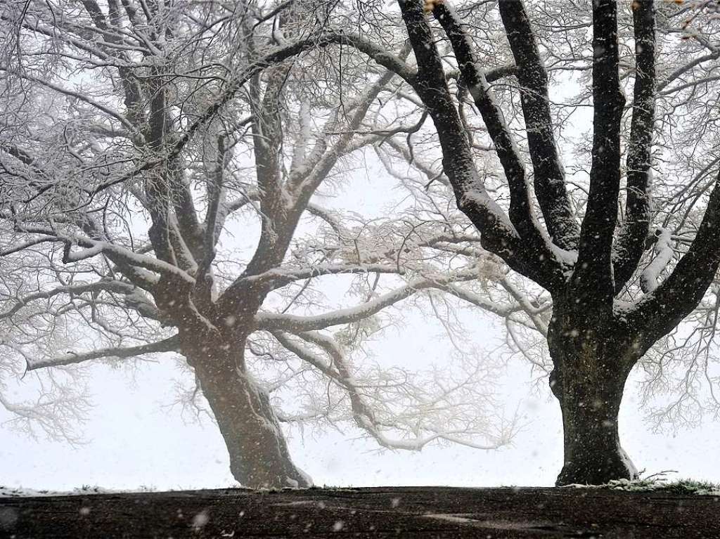 Bume auf dem Tllinger im Schnee.