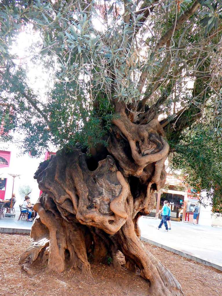 Ich sehe einen Stier, scharrend, Respekt einflend, mitten in Palma de Mallorca.