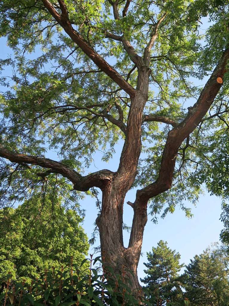 Eine schne alte Robinie im Friedhof von Weil.