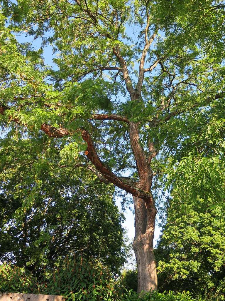 Eine schne alte Robinie im Friedhof von Weil.