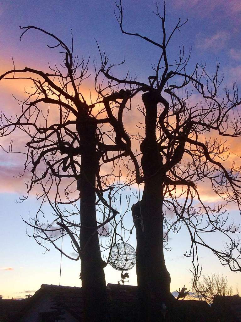 Alter Gtterbaum in Bad Bellingen in unserem Hausgarten. Die Aufnahme entstand im Winter 2018 in der Abenddmmerung.