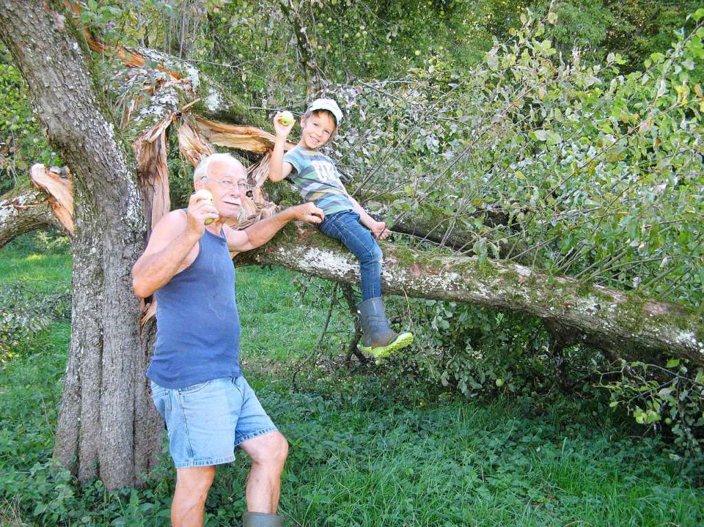 Als ich meinem siebenjhrigen Sohn Linus  von der Foto-Aktion vorlas, fiel ihm sofort das Foto mit seinem Opa ein, das letzten Herbst auf der Streuobstwiese entstand.  Die Last der vielen pfel hatte den hohlen Baum "bersten" lassen.