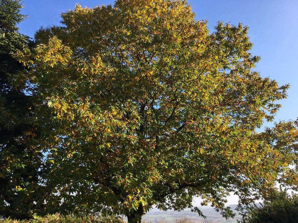 Hier ein Foto eines Esskastanienbaumes, auch Maronenbaum genannt, der auf der Anhhe zwischen Binzen und Schallbach steht. Er ist fantastisch und hat gewaltige Ausmae an Gest und Bltter. Einfach ein Wunderbaum.