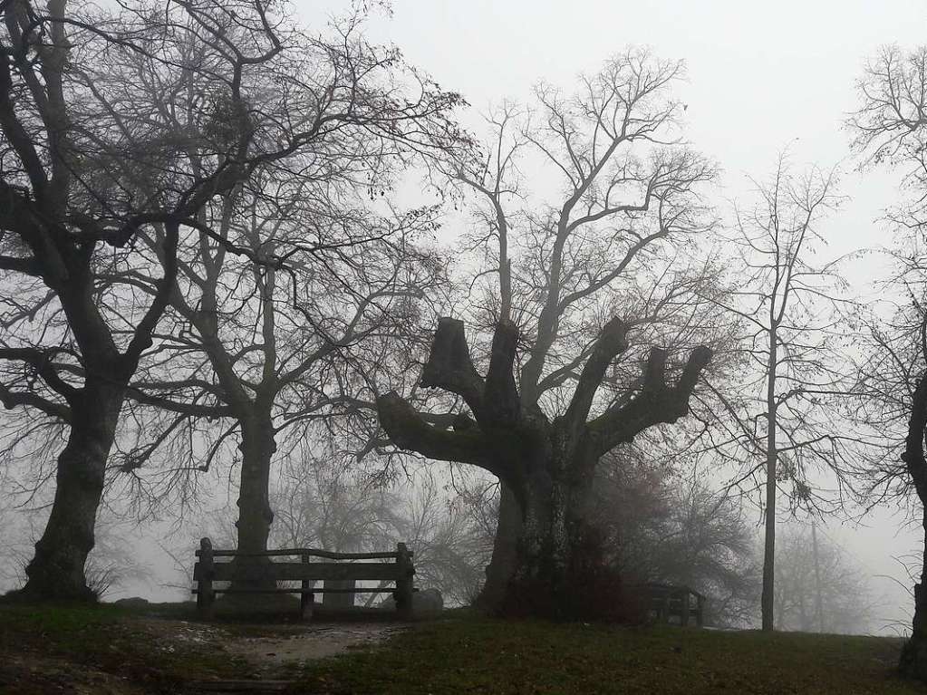 Auf dem Lindenplatz in Weil am Rhein stehen diese Bume, die die leicht unheimliche Nebelstimmung durch ihre Gestalt noch unterstreichen.