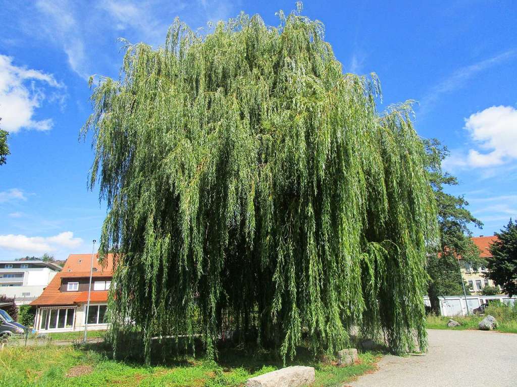 Trauerweide Mhlenrain an der Rossschwemme.