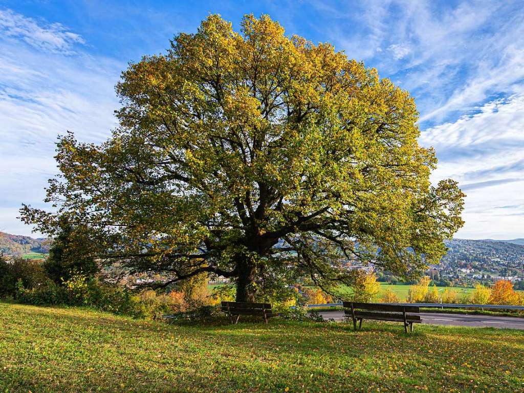 An einem schnen Oktoberabend fotografierte ich den schnen Lindenbaum im Herbstlaub. Der Baum steht in Weil am Rhein, Lrracher Str.