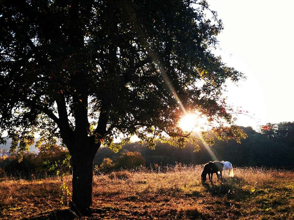 Aufgenommen in den vergangenen Monaten in Huttingen: Sonnenaufgang mit Pferden unter einem groen Birnbaum.