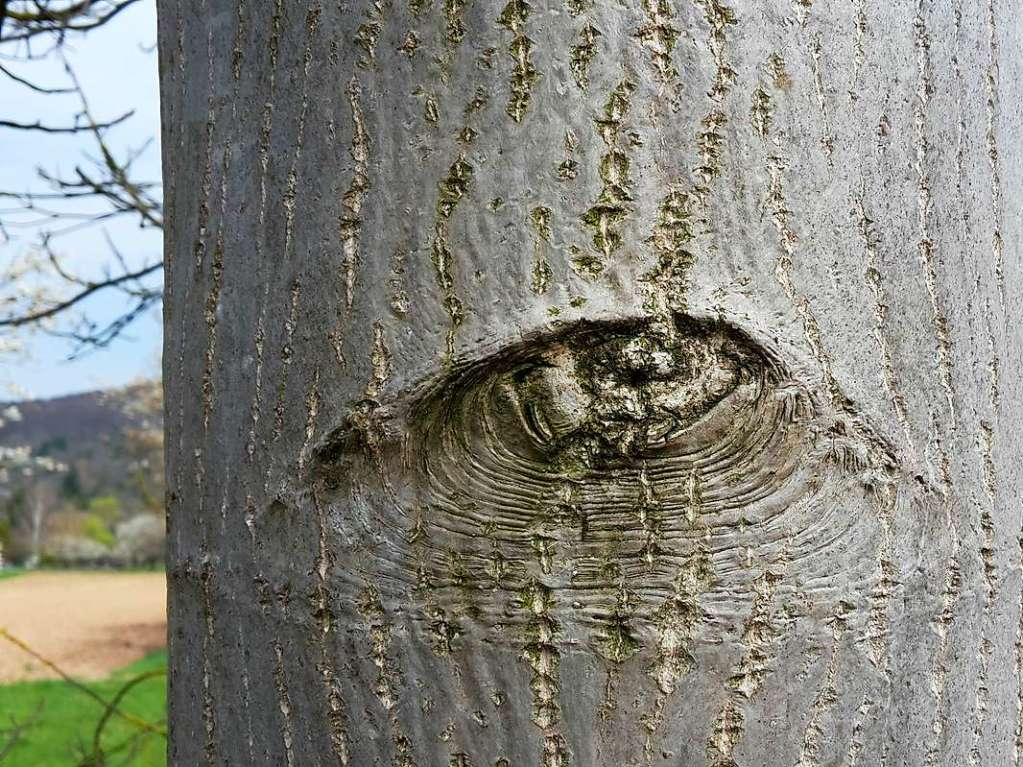 Anbei ein Baum mit einem Auge aus der Nhe von Haltingen!