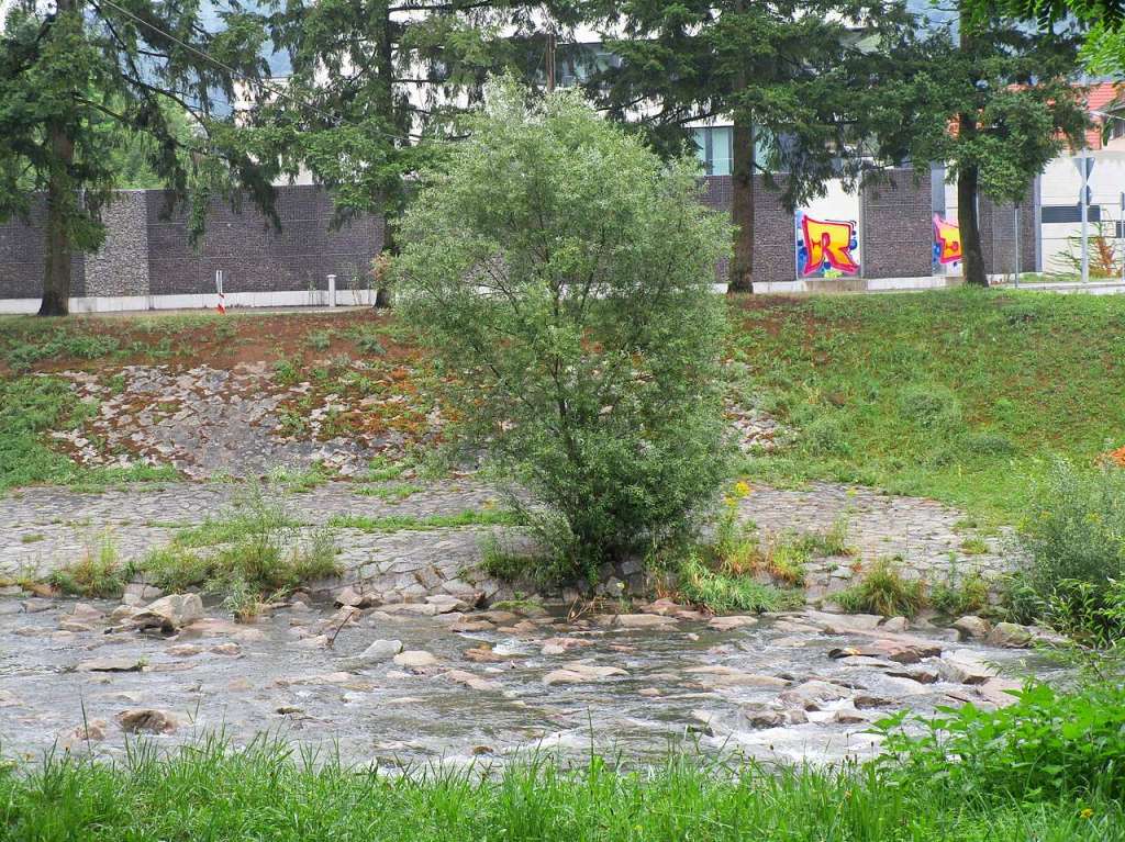 Eine Super-Trauerweide in der Wiesen-Aue unterhalb der Gemarkung Weil auf der Stettener Seite des Tllinger Bergs.