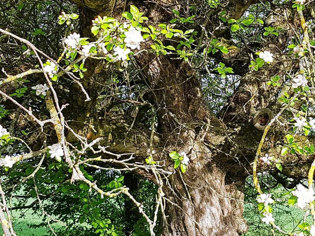 Verwilderter Obstbaum oberhalb von Schallbach.