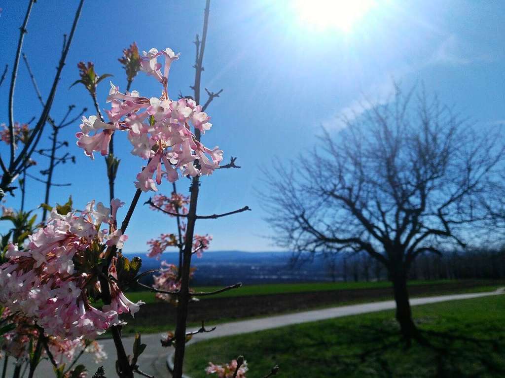 Aufgenommen in den vergangenen Monaten in Huttingen: der Apfelbaum, ein Frhlingsfoto mit unbelaubtem Apfelbaum und Blick auf das Schweizer Jura.