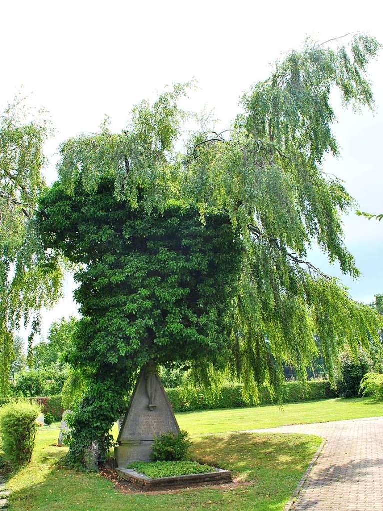 Bume, die den tlinger Friedhof verschnern: Die von Efeu umrankte Trauerbirke, die dem Grab von Hermann Daur Schatten spendet.