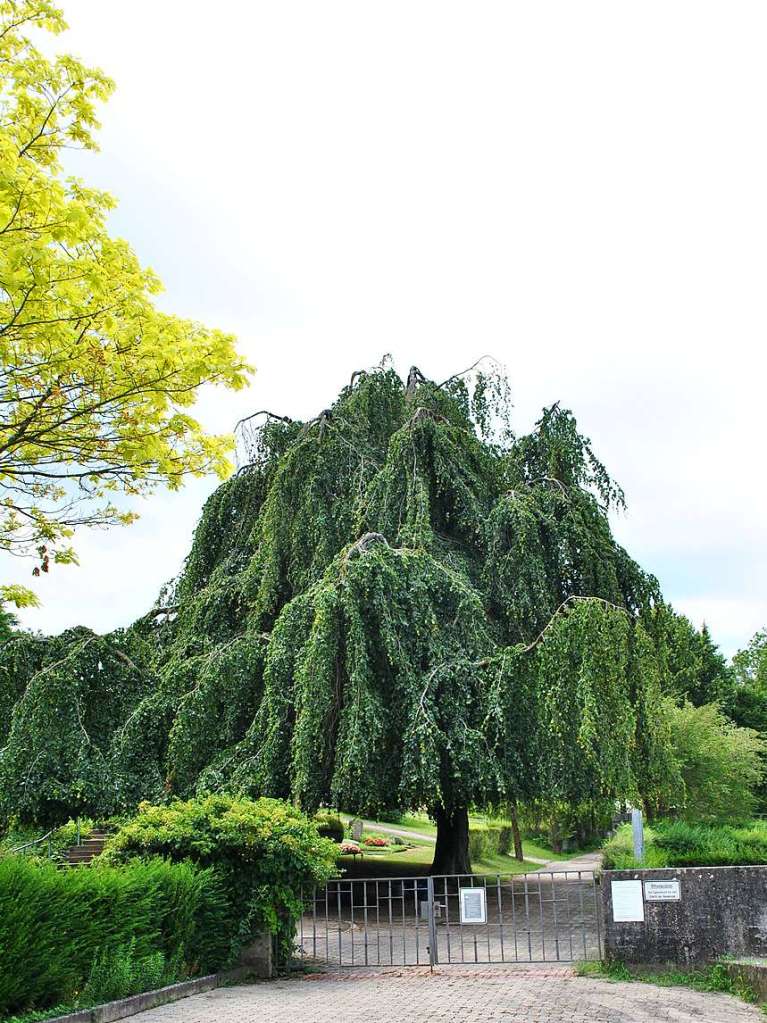 Bume, die den tlinger Friedhof verschnern: Die imposante besondere Buche, die nahe dem Eingang zum Friedhof steht.