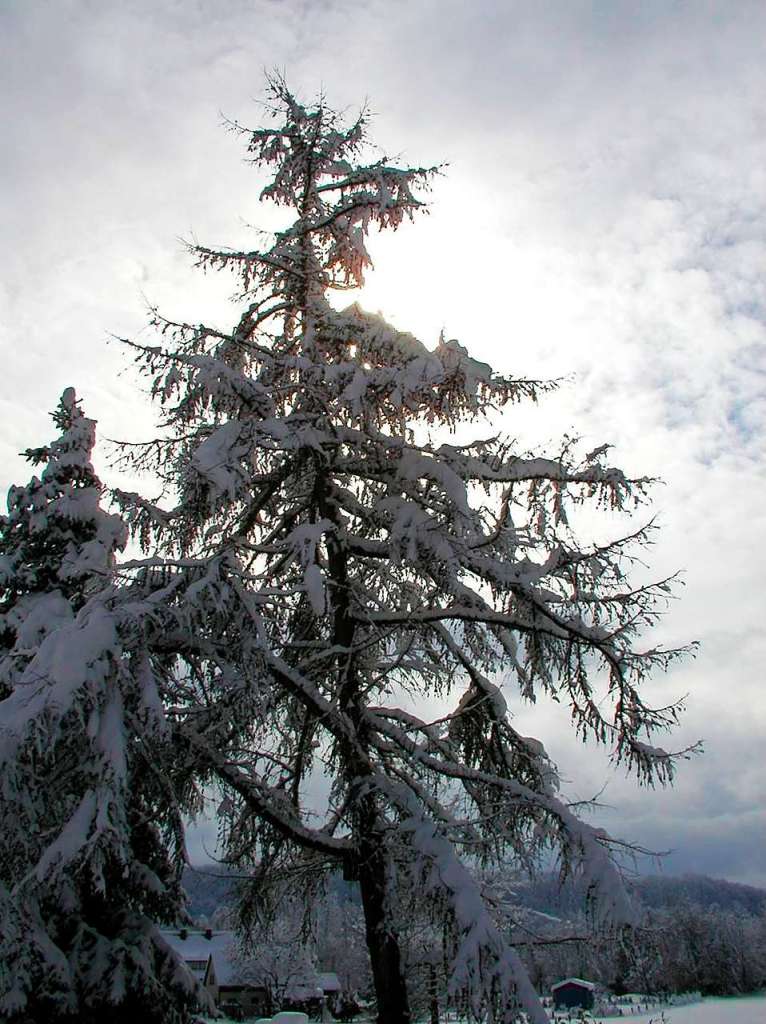 Eine Lrche im Winterkleid - einfach erfrischend. Aufgenommen in Hauingen im Winter 2006.