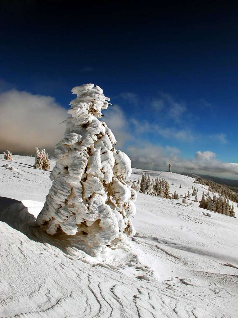 Ein frher Wintereinbruch im Jahr 2013 mit heftigen Schneestrmen bildete viele solcher eisbedeckten Skulpturen aus den Bumen auf dem Feldberggipfelplateau. Im Hintergrund sieht man den Feldbergturm.