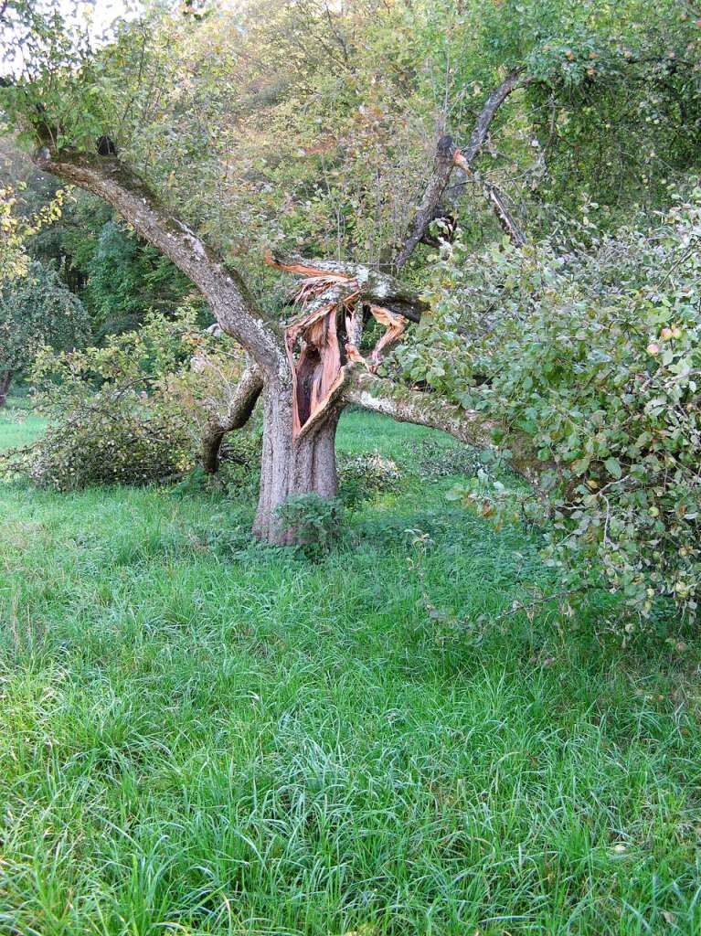 Als ich meinem siebenjhrigen Sohn Linus  von der Foto-Aktion vorlas, fiel ihm sofort das Foto mit seinem Opa ein, das letzten Herbst auf der Streuobstwiese entstand.  Die Last der vielen pfel hatte den hohlen Baum "bersten" lassen.