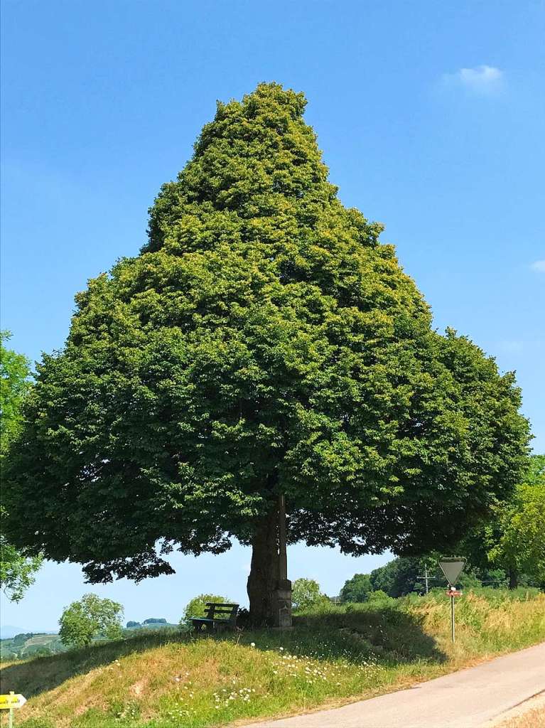 Baum in Kegelform. Es handelt sich um eine Linde.  Eine steht auf dem "Schliengener Berg" also auf dem Hgel zwischen Welmlingen und Schliengen (Hhe Weingut und Weinschenke Zimmermann). Sie ist zu jeder Jahreszeit wunderschn.