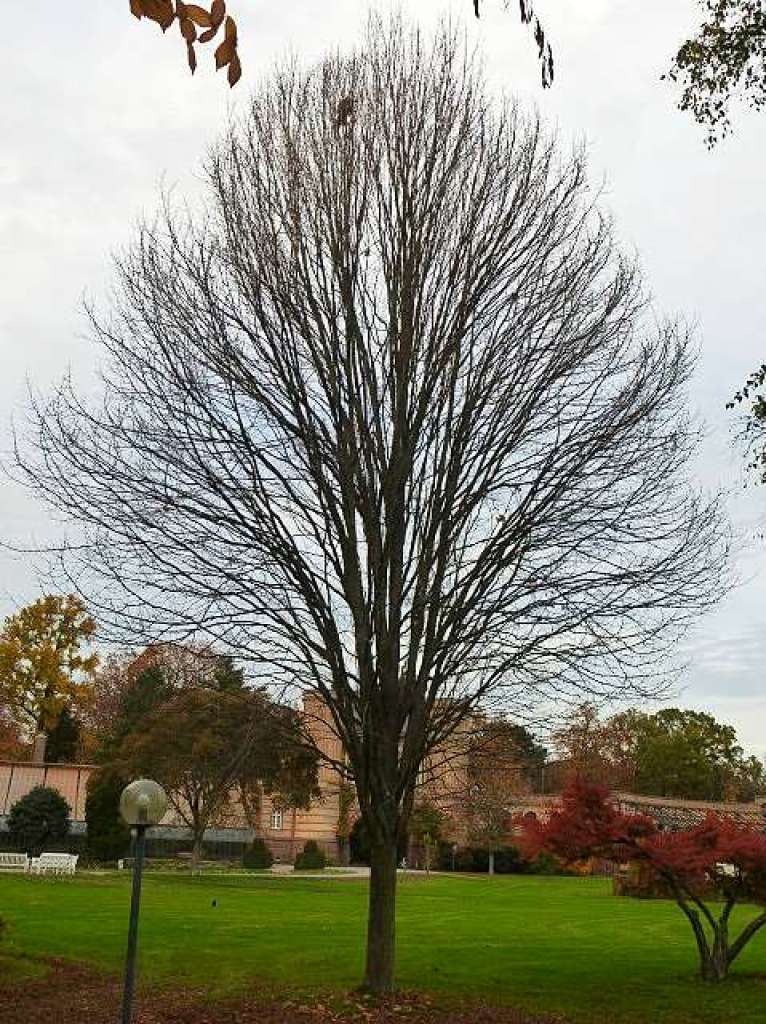 Aufgenommen im Schlosspark Karlsruhe.