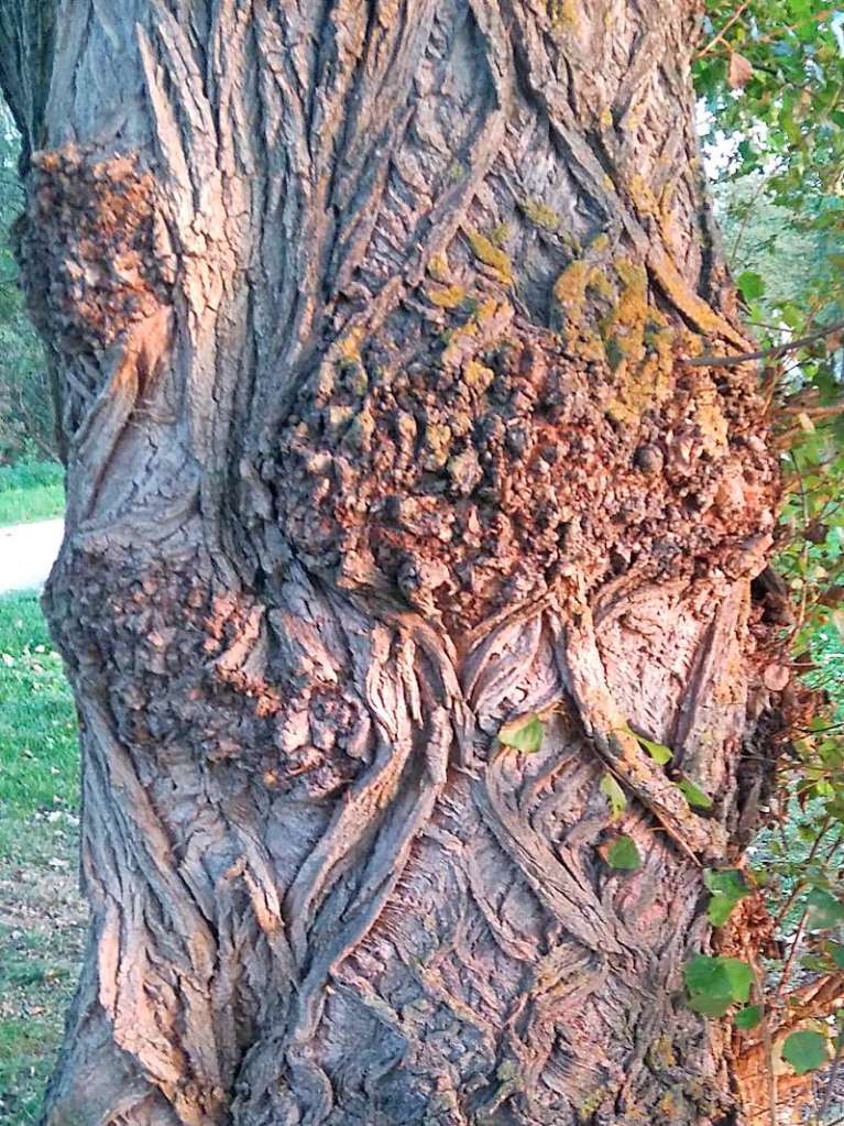 Bei diesem Baum, der in den Langen Erlen steht, hat mich die ungewhnliche Rinde fasziniert, die durch das Abendrot den rtlichen Farbton bekommen.