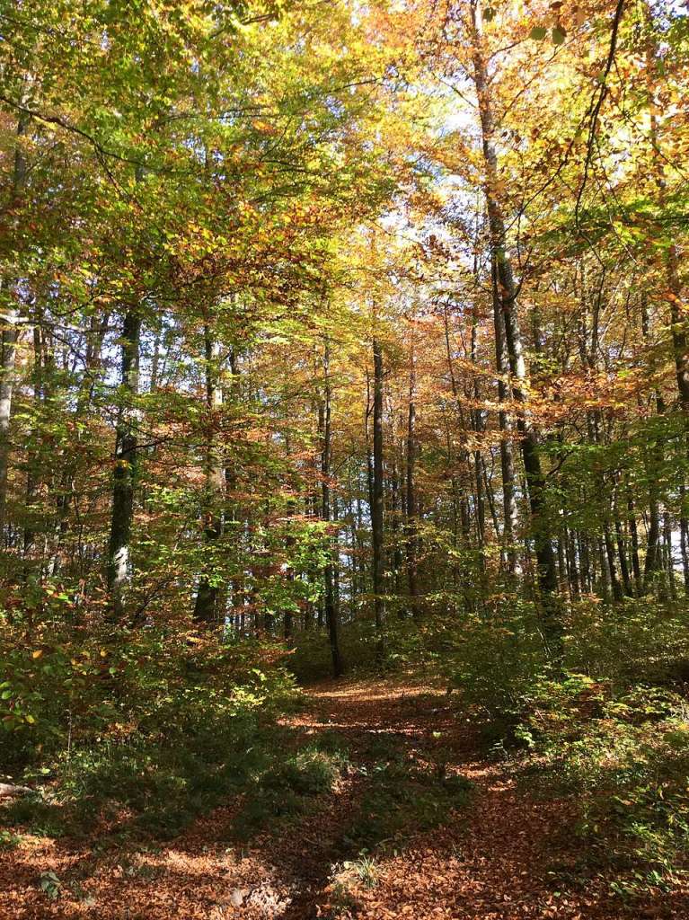 Im Nachgang gleich noch ein Foto, aufgenommen im Rttler Wald.