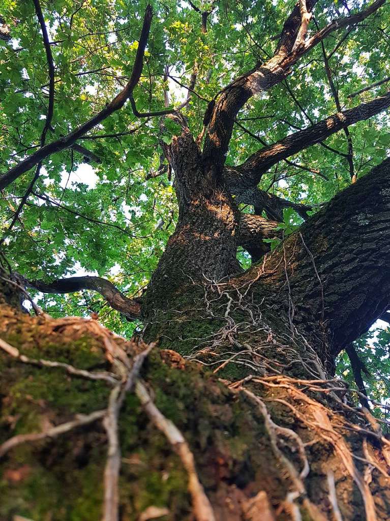 Auf dem Bild ist ein Baum zu sehen, der von unten fotografiert wurde. Das Bild entstand am 8. August 2019 bei einem Spaziergang in der LGS.