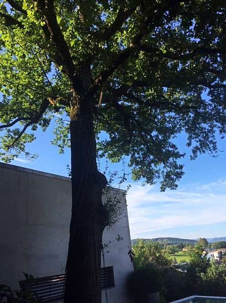 Unsere schne, ber 100 Jahre alte Eiche  bereichert uns zu jeder Tages- und Jahreszeit, der Baum ist unsere ganz natrliche Klimaanlage, spendet uns Schatten und ganz viel Natur hautnah.