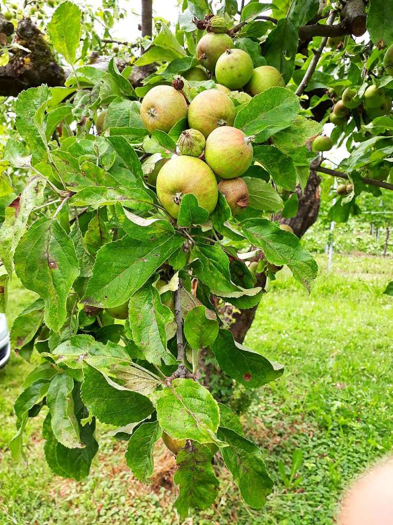 Ein alter Apfelbaum im Garten unserer Tochter in der Torgass, aufgenommen an einer Garten-Grill-Party im Juli.