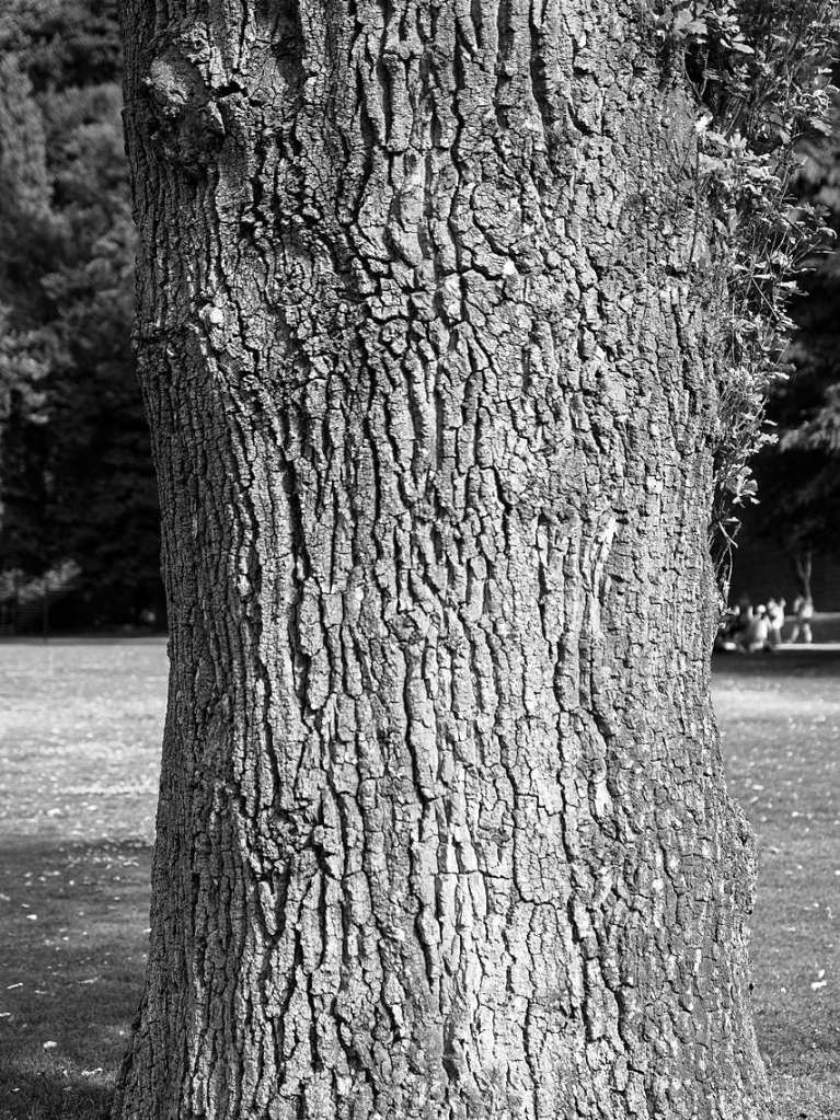 Baum auf dem Tllinger als Schwarz/Wei-Aufnahme.