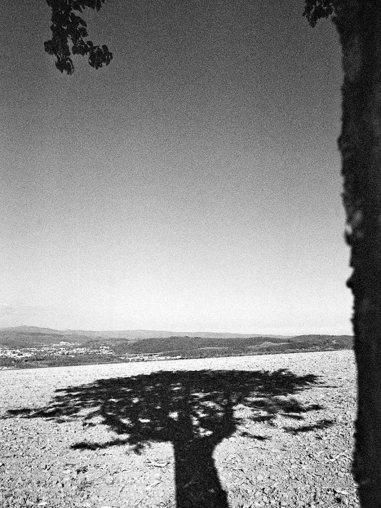 Schatten eines Baumes auf dem Tllinger auf einen Schwarz/Wei-Film fotografiert. Durch das Filmkorn entsteht ein besonderer Look.