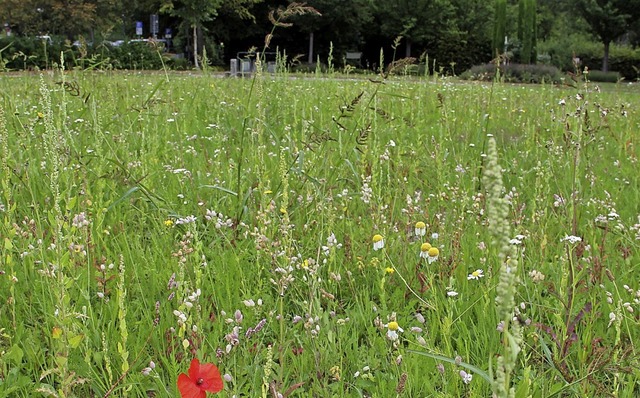 Wildblumenwiese auf dem Weingartenfriedhof   | Foto: Reinbold/Stadt OG