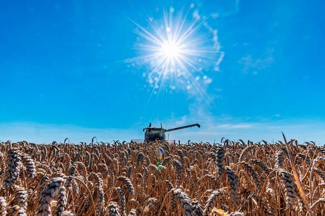Die Getreideernte wird allgemein als e... die ganz groe Hitze kam erst danach.  | Foto: Armin Weigel