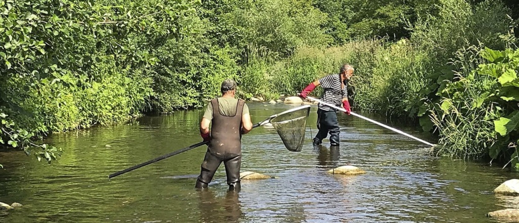Der Angelsportverein Gurtweil musste j...h Fischen suchen und diese umsiedeln.   | Foto:  