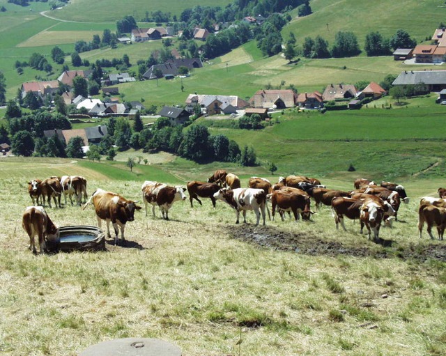 Der Khen auf der Weide ist der Rinder-Lehrpfad Gersbach gewidmet.  | Foto: Marlies Jung-Knoblich