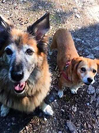 Dana (16) und Foxy (12). Zwei Hunde aus dem Tierheim. Zwei unzertrennliche Freunde bei Gerlinde Bhringer auf dem Dinkelberg.