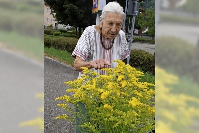 Wildblumen statt englischer Rasen