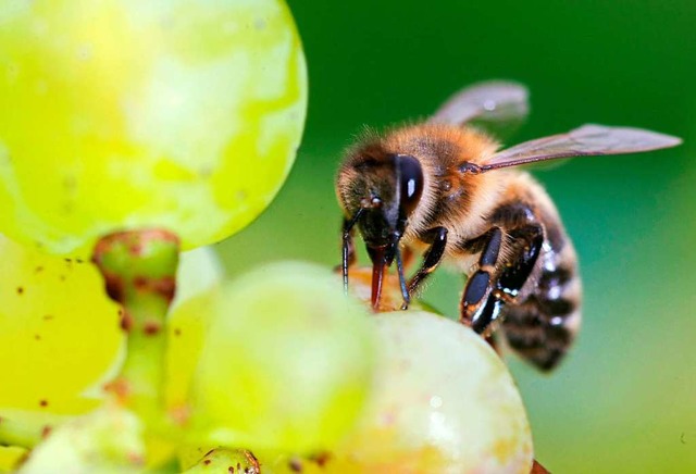 Bienen sollen knftig besser geschtzt werden &#8211; doch wie?  | Foto: Patrick Seeger