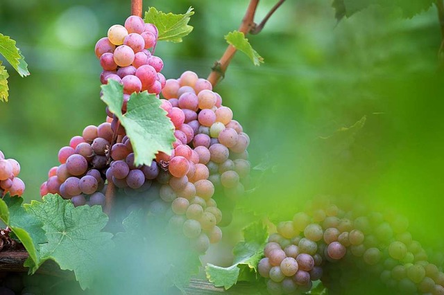 Hat der Weinbau noch eine Chance?  | Foto: Sebastian Kahnert (dpa)