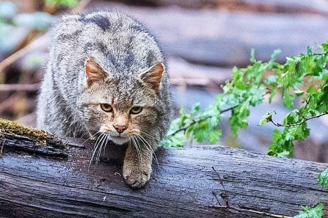 Die Wildkatzen sollen mit Trüffelpflanzen in den Schwarzwald gelockt werden