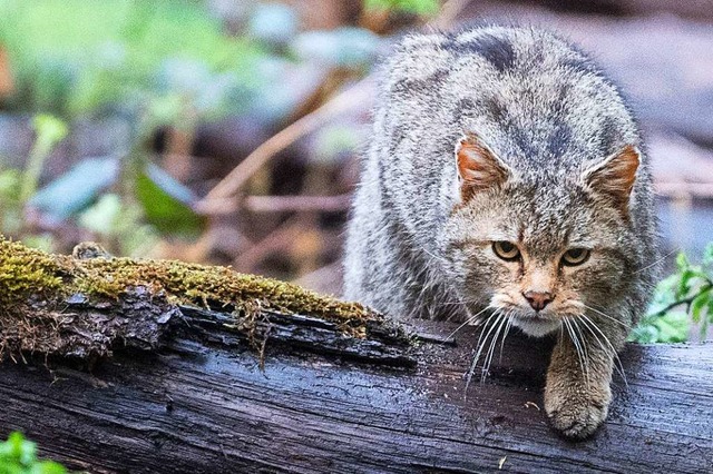 Die Waldkatzen sollen mit Trffelpflan...ein in den Schwarzwald gelockt werden.  | Foto: Sebastian Gollnow (dpa)