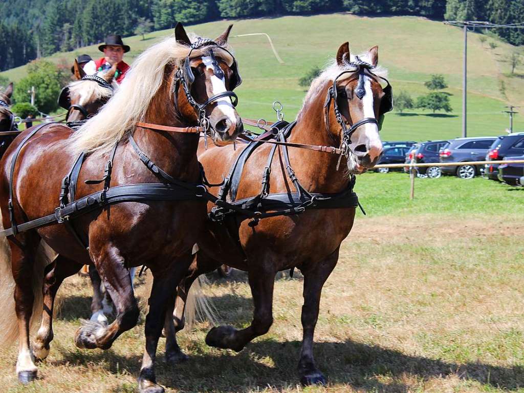 Das bunte Programm am Sonntagnachmittag wurde imposant erffnet mit dem  Vierspnner des Vereinsvorsitzenden Willi Kuri aus Kohlenbach, seinen Shnen und einer Schwiegertochter