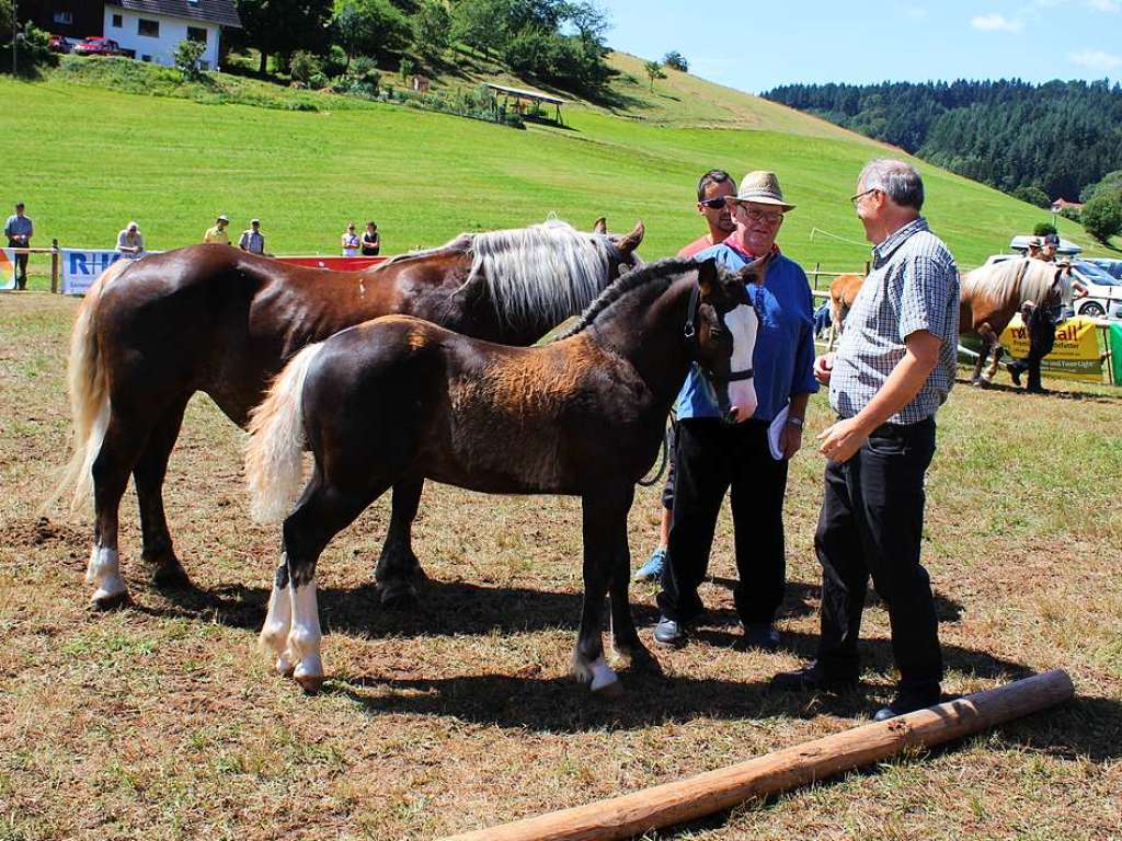 Insgesamt 43 Stut- und Hengstfohlen der Schwarzwlder Kaltblutrasse wurden den geschulten Augen der Richter in Kohlenbach vorgestellt. Darunter wurden zwlf mit Gold prmiert.