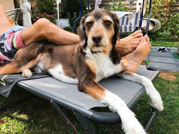Die Devise von Hund Mauro: "Sommer ist - mit Herrchen im Garten chillen".Foto: Nicola Quici