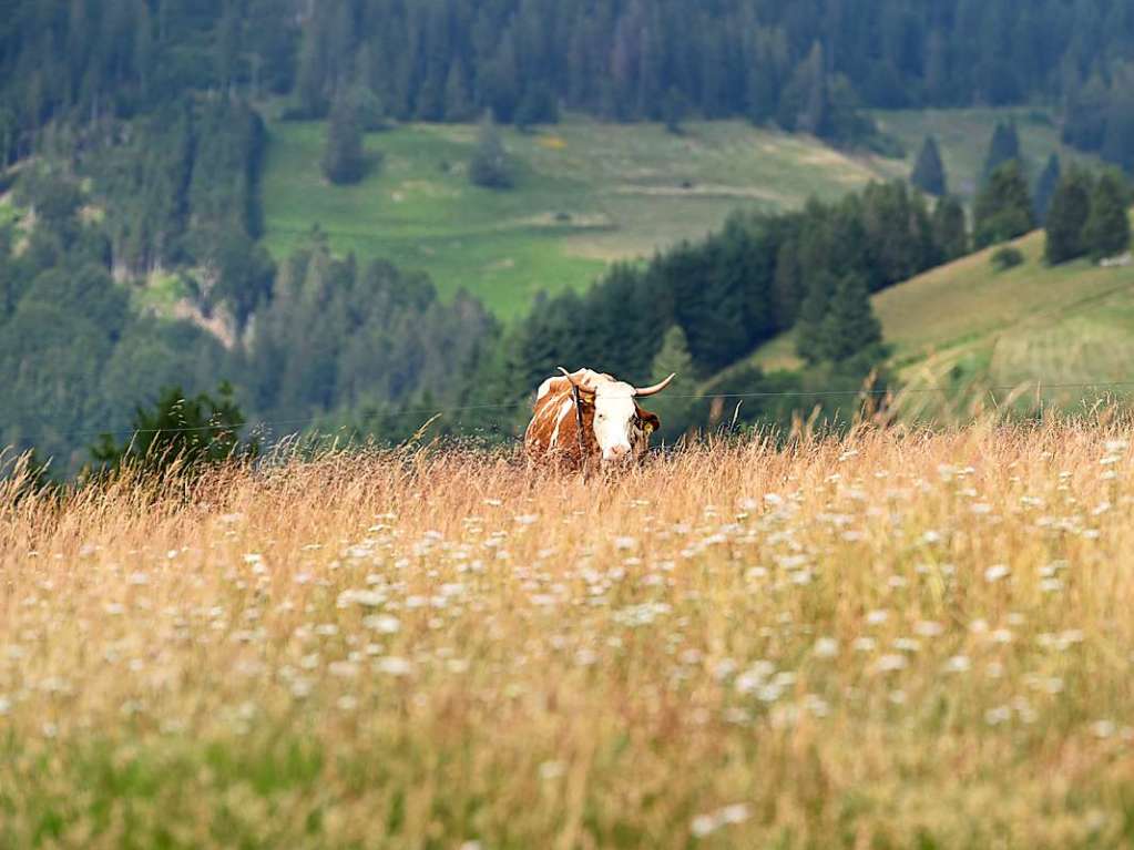 Wiesen, Tannen, Khe – im Wiesental lsst’s sich aushalten.