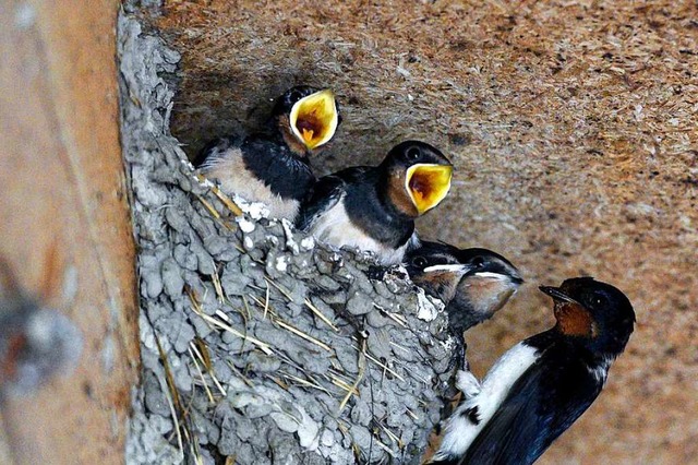 Die Rauchschwalben fhlen sich in eine... Nestern im Reitclub  sichtlich wohl.   | Foto: Thomas Kunz